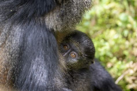 Celebrating “Monkey Day” – and a baby bonanza for endangered golden monkeys - Dian Fossey ...