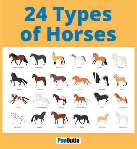 24 Types of Horses (Chart and Anatomy Illustration) – Nayturr