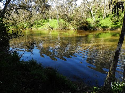 Yarra River after the passage of a canoe. | Yarra River at Y… | Flickr