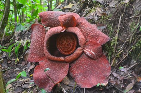 Visit Malaysia 2014: Rafflesia - The Largest Flower in the World