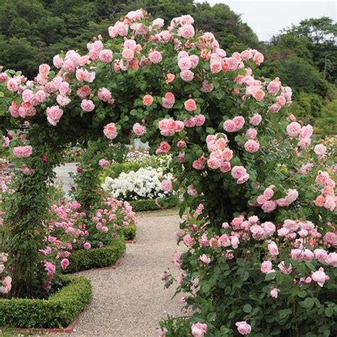 David Austin Strawberry Hill® (Ausrimini) Climbing Rose (6 litre pot)