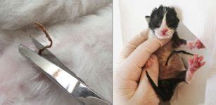 How to Cut Kitten Umbilical Cord - Described in 07 Steps