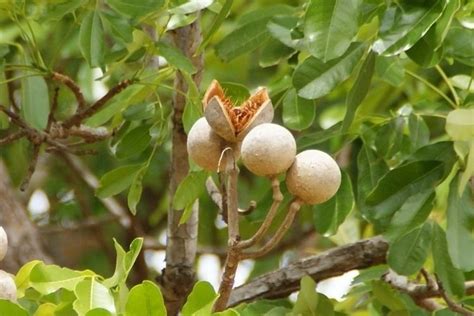 Khaya senegalensis - Alchetron, The Free Social Encyclopedia