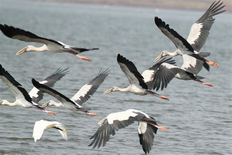 Free photo: Group of Birds - Animal, Bird, Group - Free Download - Jooinn