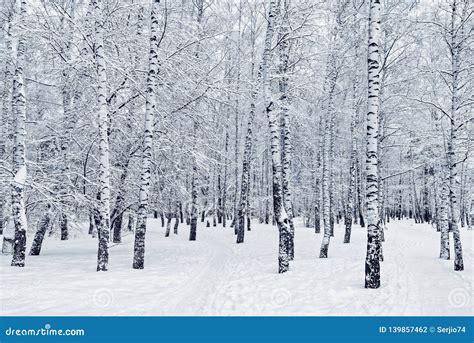 Snow on the Birch Trees in the Forest. Stock Photo - Image of environment, cold: 139857462