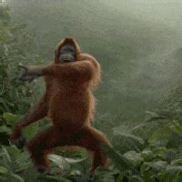 Dancing Monkey GIFs - Get the best GIF on GIPHY