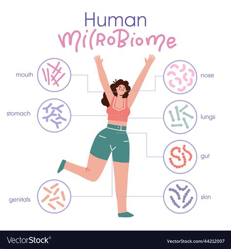 Different types of human microbiome infographic Vector Image