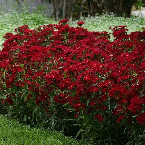 Red Plants That Like Shade - Thuem Garden Plant