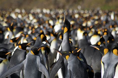 Emperor Penguin Colony by Simon Bottomley