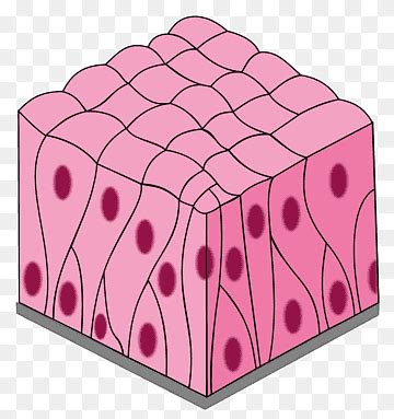 Free download | Simple columnar epithelium Pseudostratified columnar epithelium Simple squamous ...