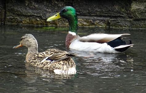 Ducks In The Pond Free Stock Photo - Public Domain Pictures