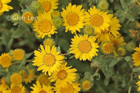 Grindelia squarrosa photos Saskatchewan Wildflowers