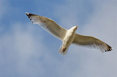 Free photo: Bird Flying - Air, Sweep, Seabird - Free Download - Jooinn