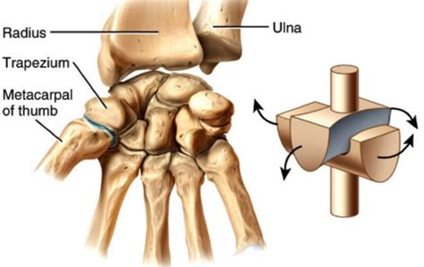 Match the following Synovial Joints to the correct type of movement Flashcards | Quizlet