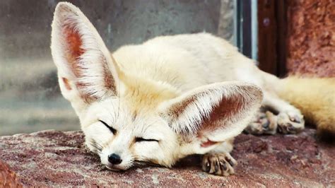 Absurd Creatures: The Fennec Fox Is So Cute I Think I Might Literally ...