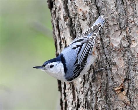 Bird of the Week - White Breasted Nuthatch - Hoffmann Hillermann Nursery & Florist, Washington ...