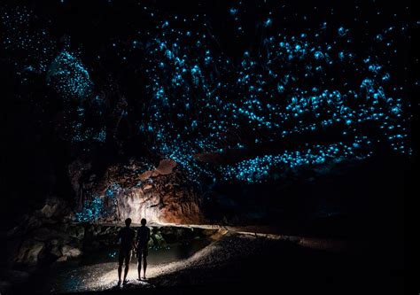 Chasing Glow Worms in Te Anau, New Zealand (with Map and Images) - Seeker