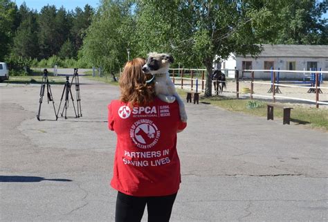 Chernobyl Nuclear Disaster Puppies Are Being Adopted By US Families