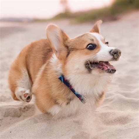 RUNNING : r/corgi