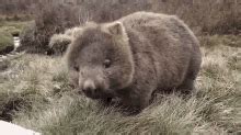 Wombat Cute GIFs | Tenor