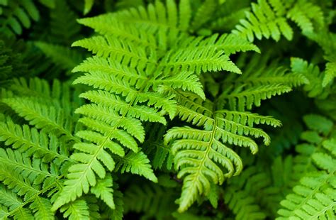 Ferns Poisoning in Dogs - Symptoms, Causes, Diagnosis, Treatment, Recovery, Management, Cost