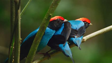 Manakin Birds have ALL Best Dance Moves | Seven Worlds, One Planet ...