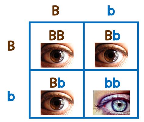 Punnett Square Calculator Eye Color
