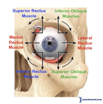 Extrinsic muscles of the eyes