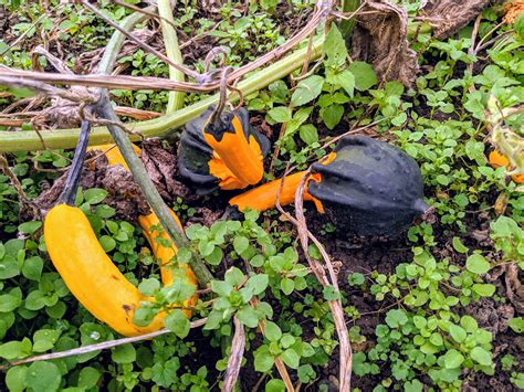 Harvesting Winter Squash and Ornamental Gourds - The Martha Stewart Blog