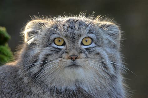 Pallas's cat or Manul | Pallaskatt (Otocolobus manul or Feli… | Flickr