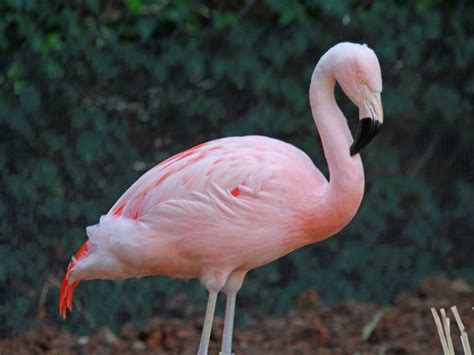 Birds of The World: Flmingos (Phoenicopteridae)