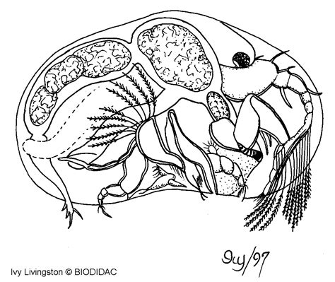 Anatomy Of Crustaceans - Anatomy Book