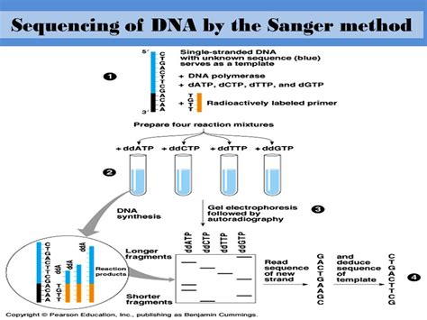 DNA sequencing by Sanger’s method - Online Science Notes