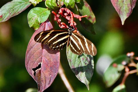 Zebra Longwing Butterfly