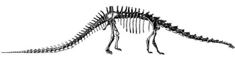 The Diplodocus Tripod | Science | Smithsonian