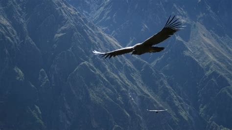 The Flight of the Colca Canyon Condors | Class Adventure Travel