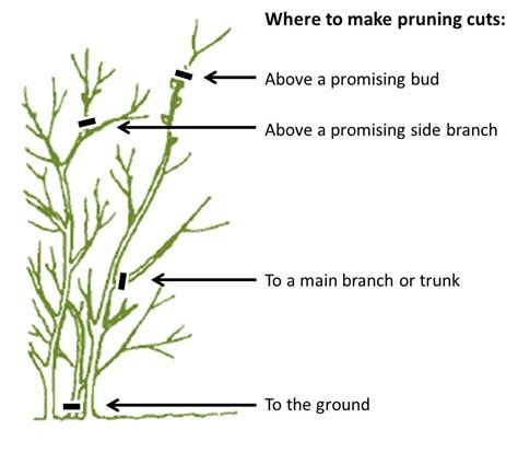 Pruning Basics for Trees and Shrubs