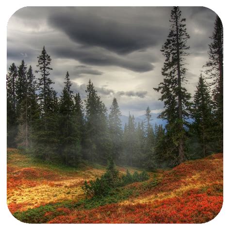 App Insights: Forest Wallpaper | Apptopia