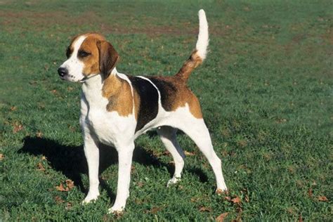 English Foxhound - This I like... Hound Dog Breeds, Hunting Dogs Breeds, Foxhound Dog, English ...