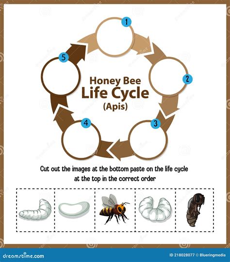 Diagram Showing Life Cycle of Honey Bee Apis Stock Vector - Illustration of learning, biology ...