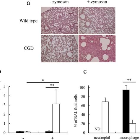 CGD mice exhibit severe lung inflammation following zymosan exposure.... | Download Scientific ...