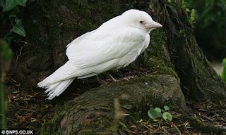 SALING INDONESIA: Pemandangan Menarik Burung Gagak Albino ‘Berwarna Putih’ yang sangat Langka