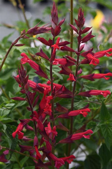 Salvia splendens 'Roman Red' | Salvia | Ebert's Greenhouse