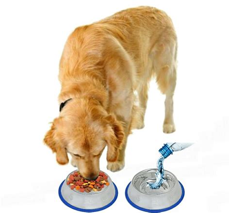 Bacteria & Rust Resistant Feeding Bowls for Dogs Mr Peanuts Set of 2 Etched Stainless Steel Dog ...