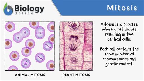 Mitosis - Definition and Examples - Biology Online Dictionary