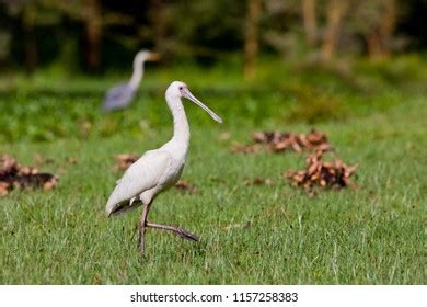 Birds Lake Naivasha Kenya Stock Photo 1157258383 | Shutterstock