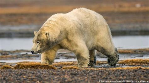 Oso polar mató a una mujer y a su hijo de un año en un ataque "extremadamente raro" | Cambio ...