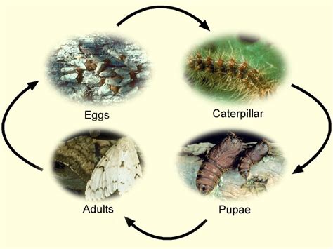 Spongy Moth Life Cycle
