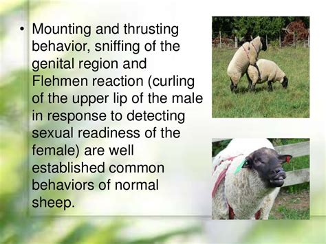 Reproduction profiles of sheep slide