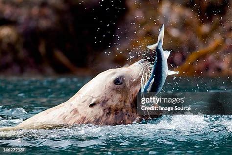 629 Sea Lion Prey Stock Photos, High-Res Pictures, and Images - Getty ...